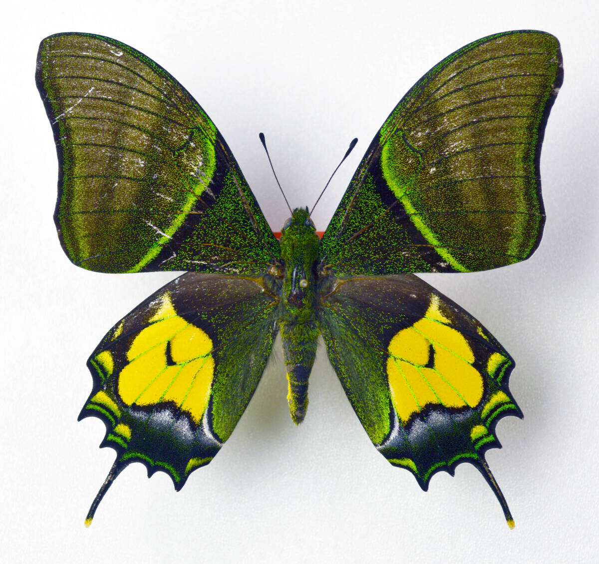 Yahoo!オークション -「テングアゲハ」の落札相場・落札価格