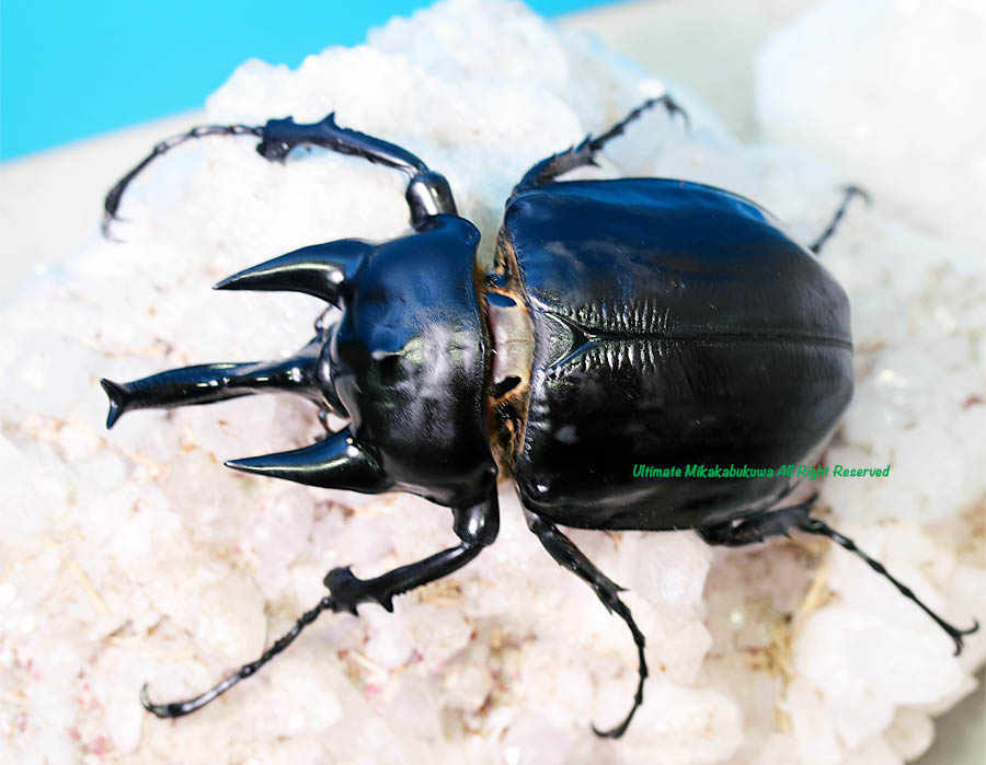 2025,2/13,14 新着WILD 超Ultimate7 南米ペルー便 最高峰!!レックス