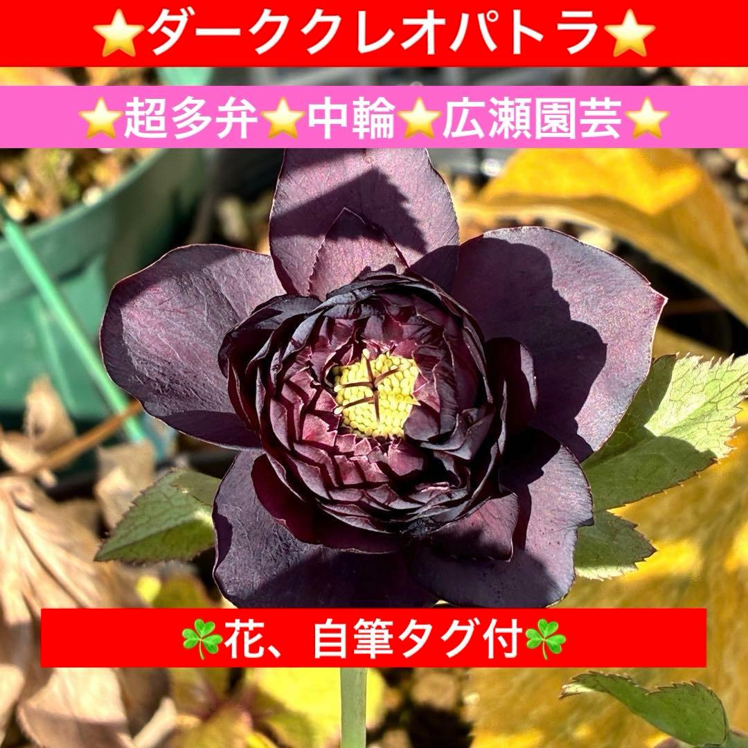 の*ん様 3438☘️花、自筆タグ付☘️⭐️ダーククレオパトラ⭐️超多弁⭐️中輪 3705☘️親株☘️ダーククレオパトラ⭐️小中輪⭐️超スペシャル多弁