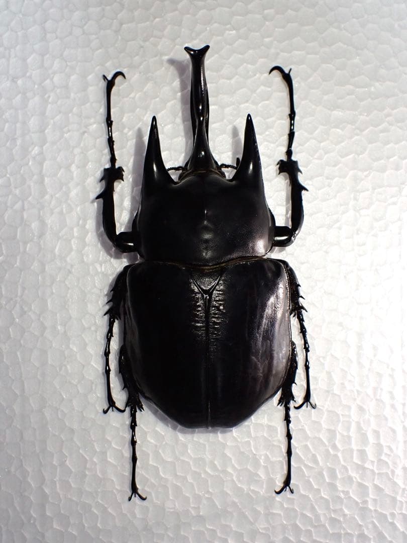 【標本】レックスゾウカブト　ペルー産　115.1ミリ　野外品 レックスゾウカブトムシ ペルー イキトス産 成虫 93mm(1ペア) | チャーム